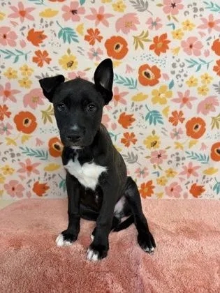 A baby large-sized male Labrador Retriever dog named Cade for adoption in Houston, TX