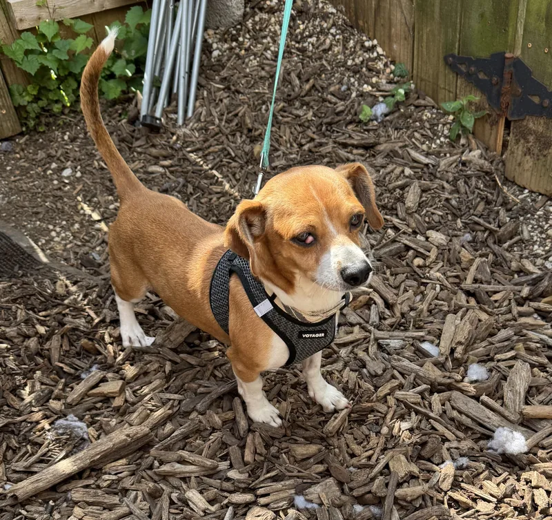 An adult small-sized male Chihuahua dog named Agnus for adoption in Ellicott City, MD