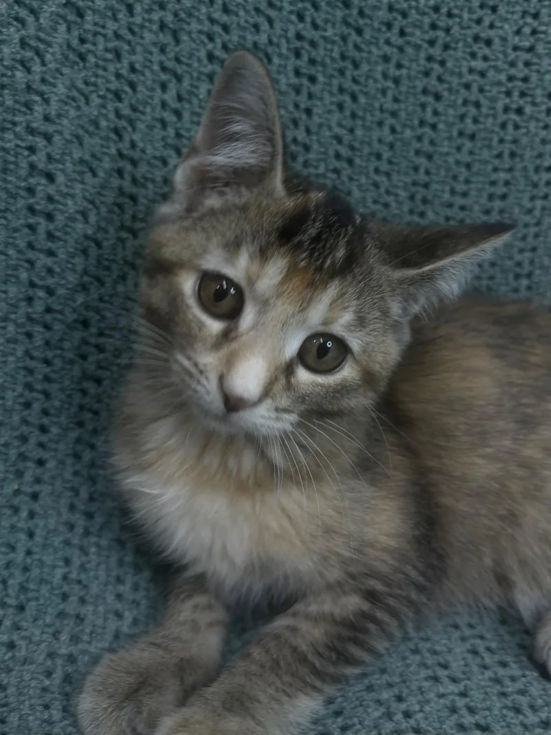A baby medium-sized female Brown / Chocolate Domestic Short Hair cat named CIcada for adoption in Wetumpka, AL