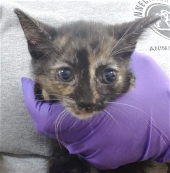 A baby small-sized female Domestic Short Hair cat named Apple for adoption in Miami, FL