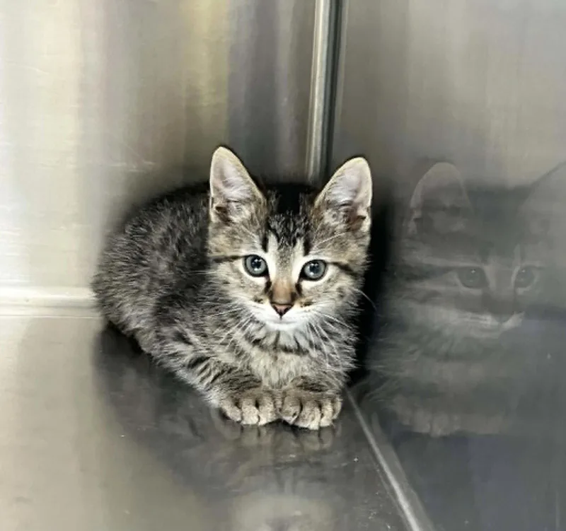 A young medium-sized male Black & White / Tuxedo Domestic Short Hair cat named Strawberry for adoption in Austin, MN
