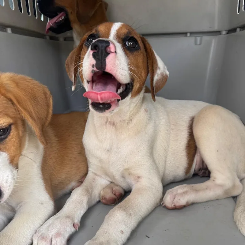 A baby small-sized female Brown / Chocolate Hound dog named Pinkie for adoption in Parrish, AL