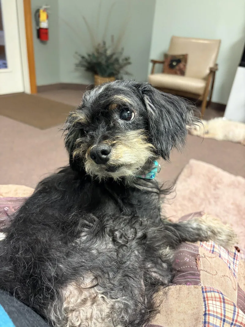 An adult small-sized female Terrier dog named Muzzie for adoption in Rootstown, OH