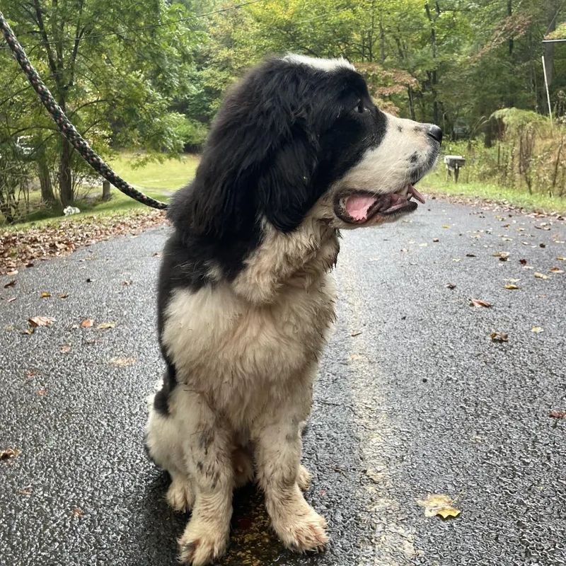 A young large-sized male Newfoundland Dog dog named Cowboy for adoption in Hayesville, NC