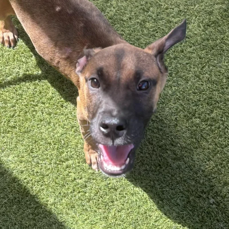 A baby small-sized male Black Mixed Breed dog named Harbor for adoption in LOXAHATCHEE, FL