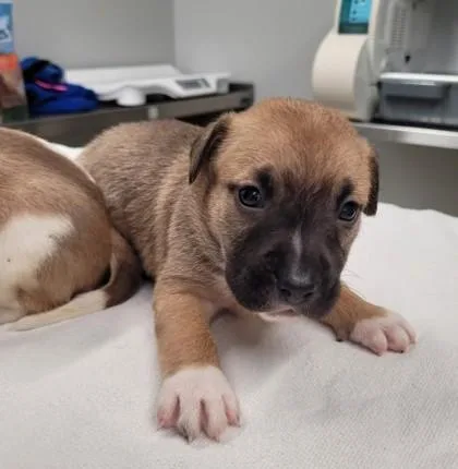 A baby small-sized male Mixed Breed dog named London Bridge for adoption in Westland, MI