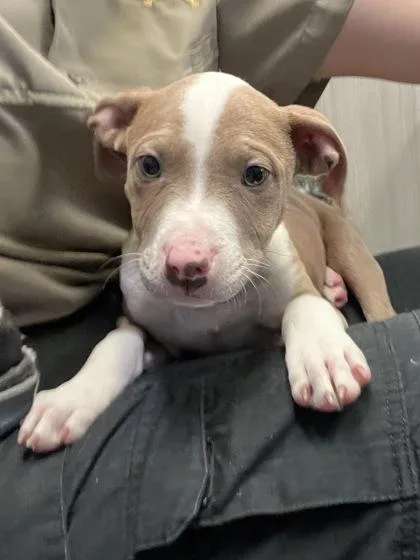 A baby medium-sized male Pit Bull Terrier dog named Woody for adoption in Seneca, SC