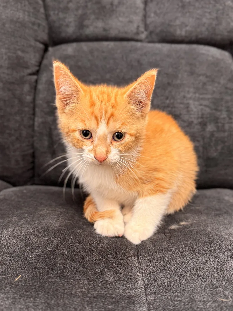 A baby medium-sized male Tabby (Orange / Red) Domestic Short Hair cat named Cow Creek for adoption in Midland, MI