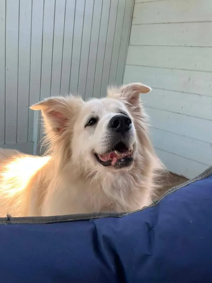 A senior medium-sized female White / Cream Shepherd dog named Farrah for adoption in Silvana, WA