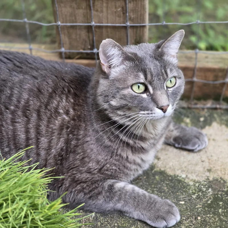A young medium-sized male Tabby (Gray / Blue / Silver) Domestic Short Hair cat named Cavill for adoption in Quilcene, WA