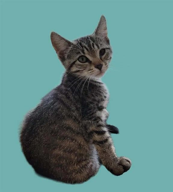 A baby small-sized female Domestic Short Hair cat named Delilah for adoption in Sarasota, FL