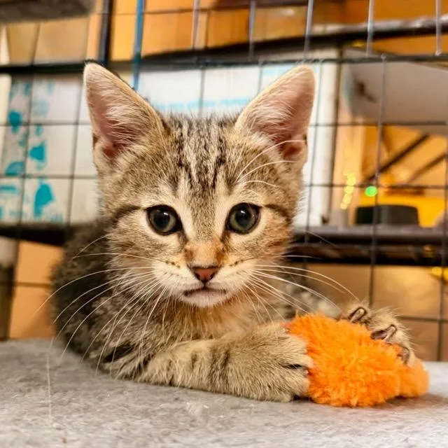 A baby small-sized male Brown / Chocolate Domestic Short Hair cat named Zion for adoption in Green Bay, WI