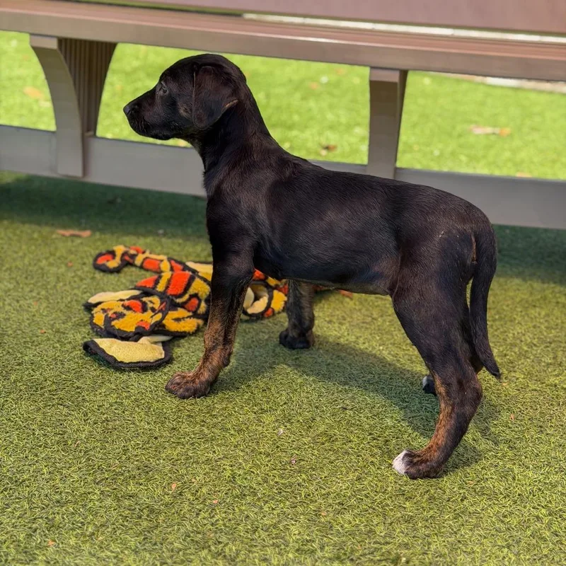 A baby medium-sized female Black Terrier dog named Colette for adoption in Gainesville, GA
