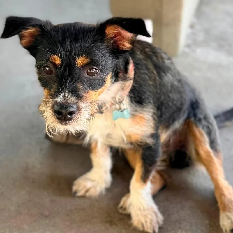 A young small-sized male Black Terrier dog named Scuffy Chino Hills for adoption in Chino Hills, CA
