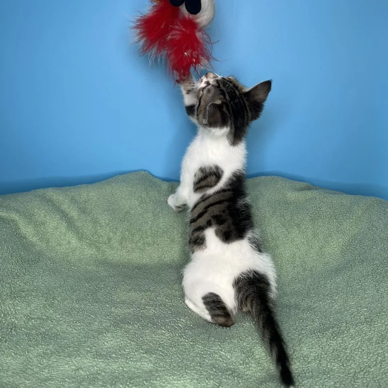 A baby small-sized female Brown / Chocolate Domestic Short Hair cat named Sassy for adoption in San Antonio, TX