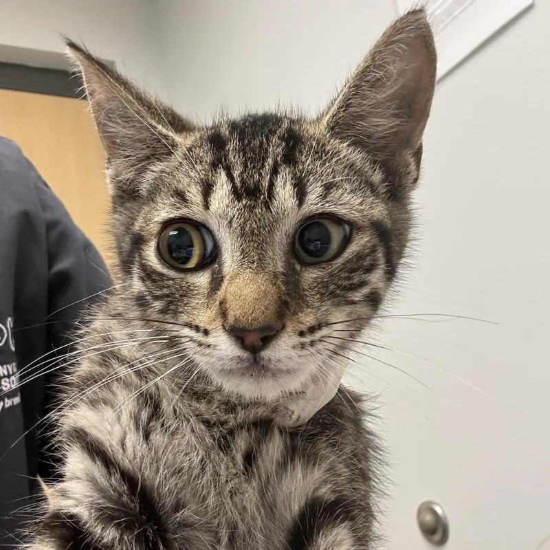 A baby small-sized male Brown / Chocolate Domestic Short Hair cat named Sailor Moon for adoption in Jacksonville, FL