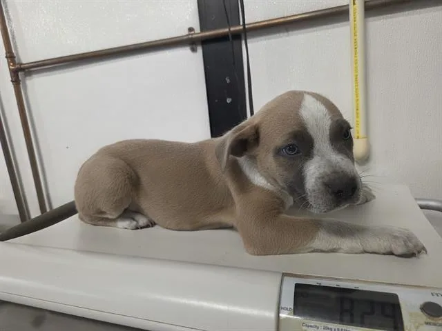 A baby small-sized male American Bulldog dog named Luke for adoption in Panama City, FL