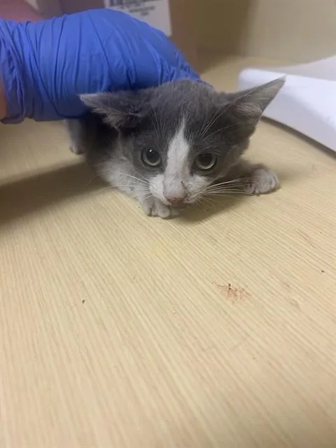 A baby small-sized female Domestic Short Hair cat named Brandi for adoption in Sacramento, CA