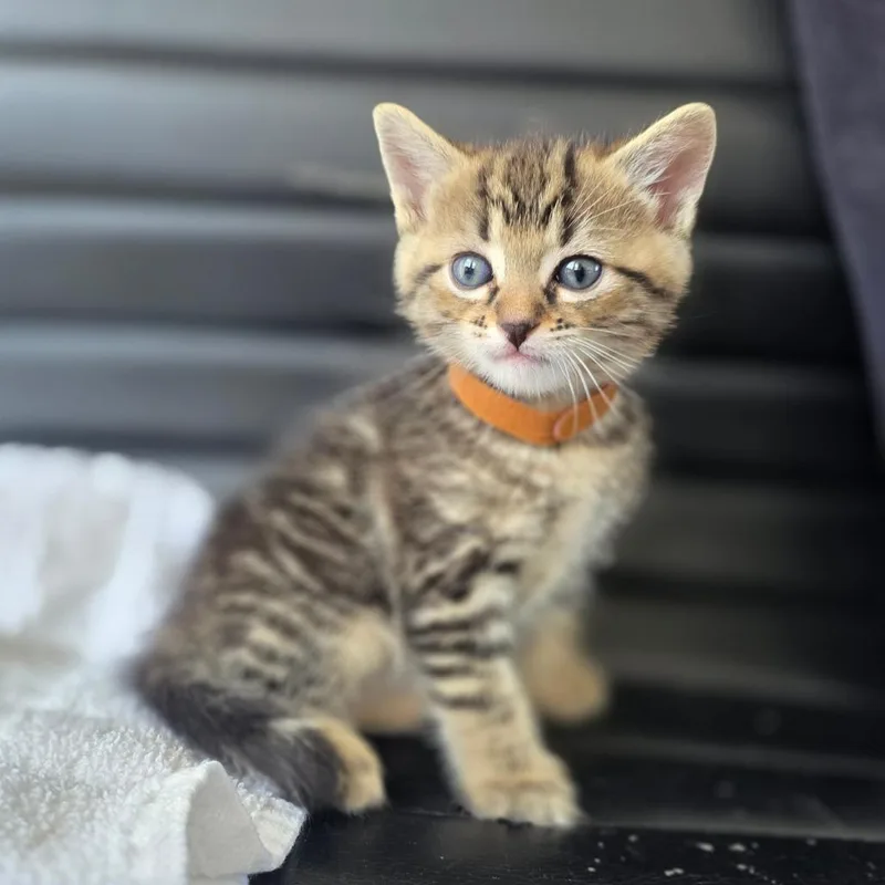 Sgt. Pepper thumbnail 2