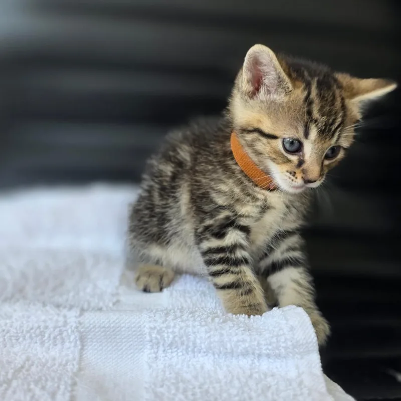 Sgt. Pepper thumbnail 3