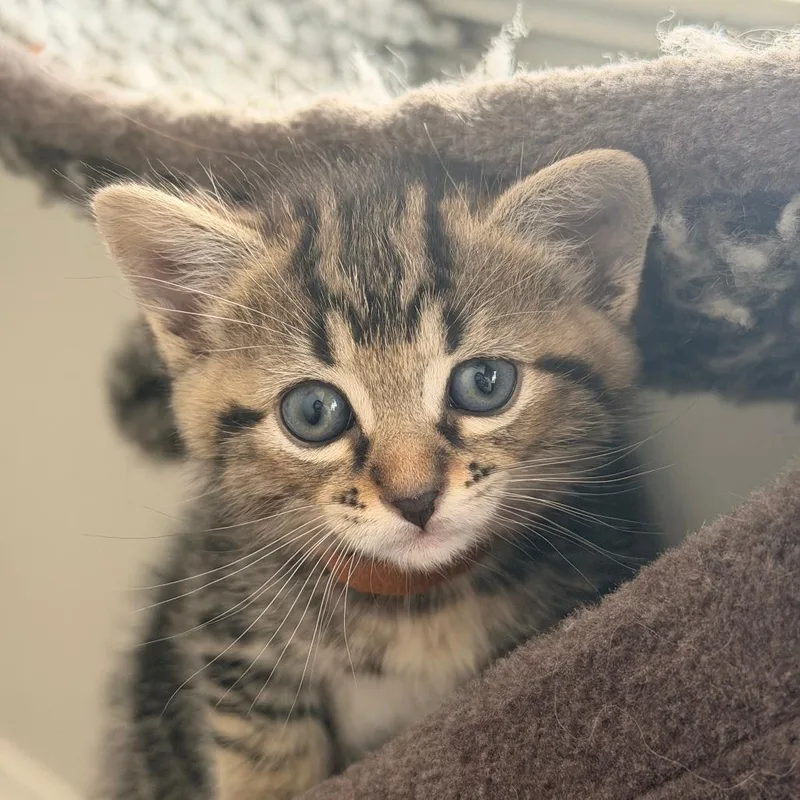 Sgt. Pepper thumbnail 4