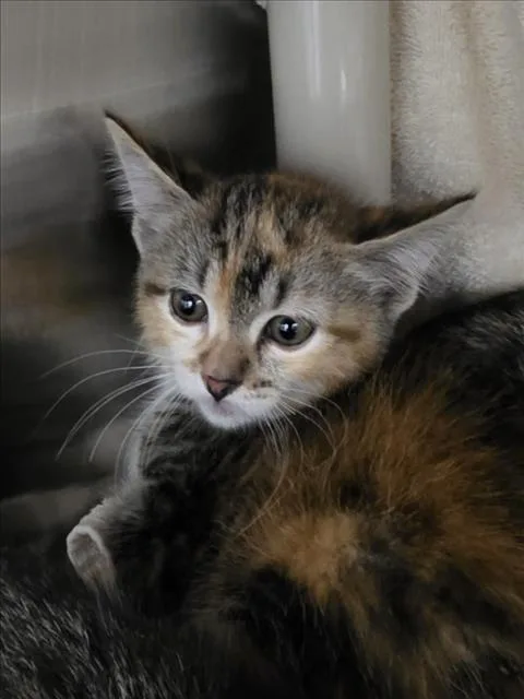 A baby small-sized female Domestic Short Hair cat named Birdie for adoption in Derwood, MD