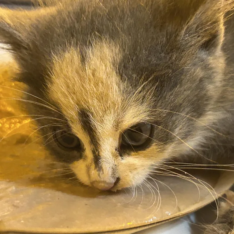 A baby small-sized female Calico Domestic Short Hair cat named Nyatta for adoption in Chattanooga, TN