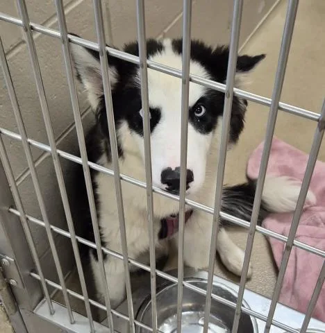A young medium-sized male Siberian Husky dog named Spider for adoption in Decatur, IL