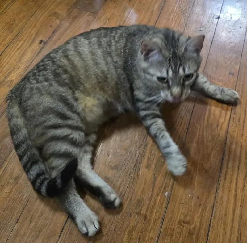 An adult medium-sized male Tabby (Brown / Chocolate) Domestic Short Hair cat named Jameson for adoption in Grove City, OH