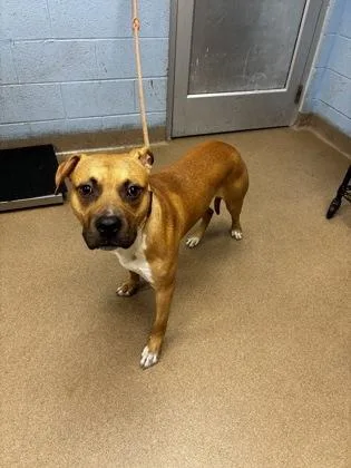 A young large-sized male Mixed Breed dog named Rock for adoption in Chamblee, GA