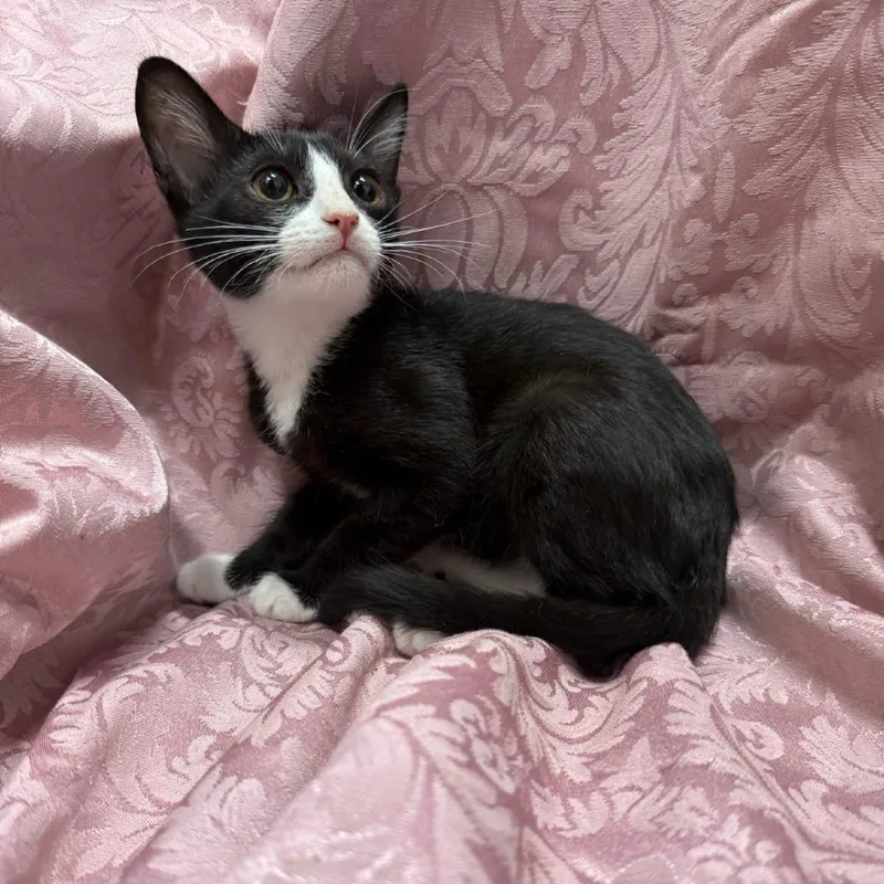 A baby small-sized male Black Domestic Short Hair cat named Maui for adoption in Brea, CA