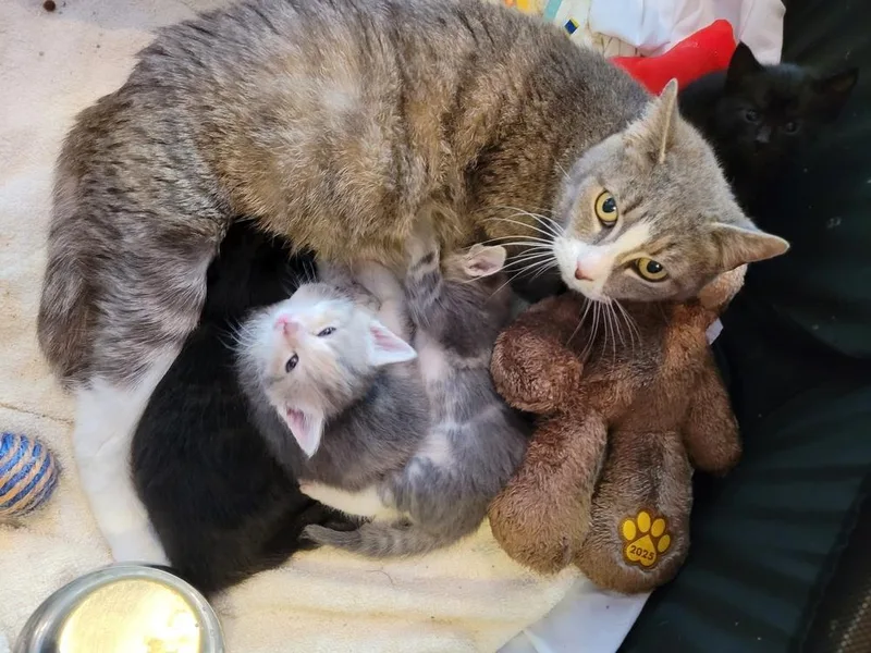 An adult small-sized female Gray & White American Shorthair cat named Clover for adoption in Tampa, FL
