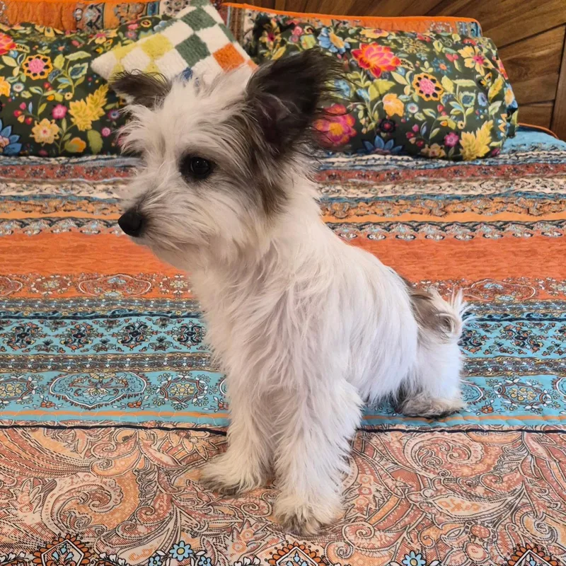 A young small-sized female Brown / Chocolate Maltese dog named Dorothy Jo for adoption in Southport, CT