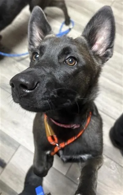 A young small-sized female German Shepherd Dog dog named Jessie for adoption in Redlands, CA