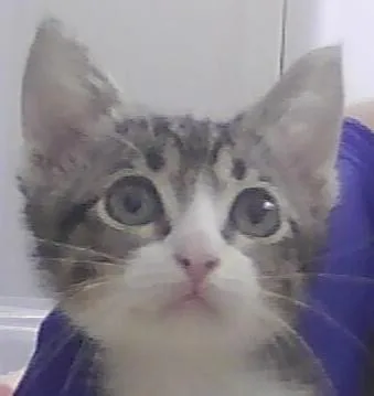 A baby small-sized female Domestic Short Hair cat named Ricotta for adoption in Anoka, MN