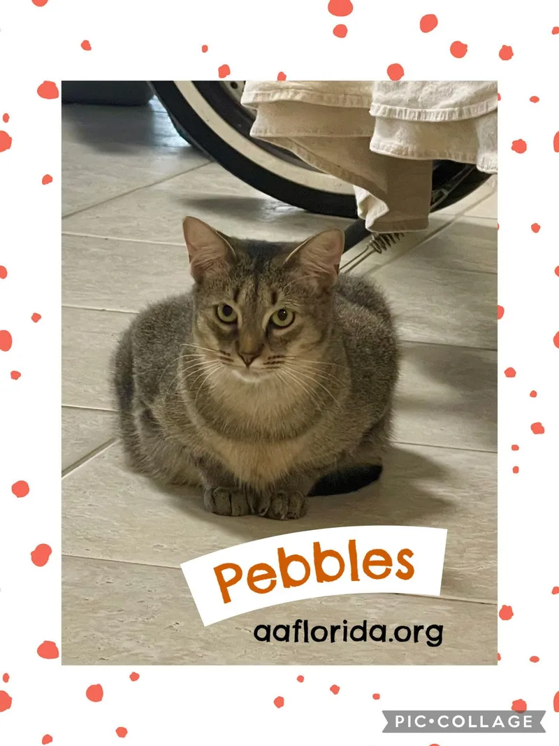 Pebbles Cyd thumbnail 2