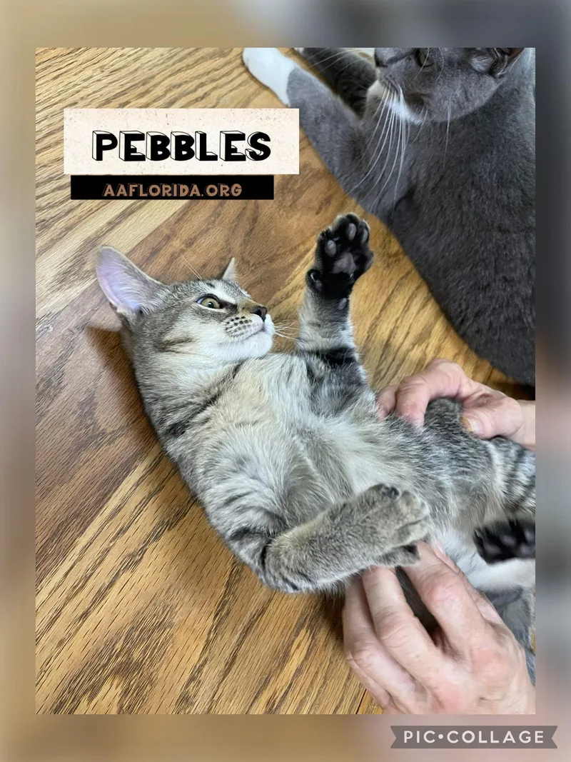 Pebbles Cyd thumbnail 3