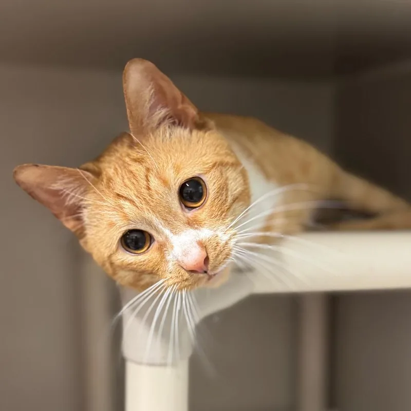 An adult medium-sized male Orange / Red Domestic Short Hair cat named Throne Of Thunder for adoption in Fredericksburg, VA