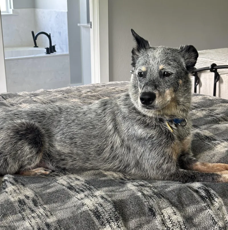 An adult medium-sized female Gray / Blue / Silver Australian Cattle Dog / Blue Heeler dog named Josie Blue for adoption in Fort Worth, TX