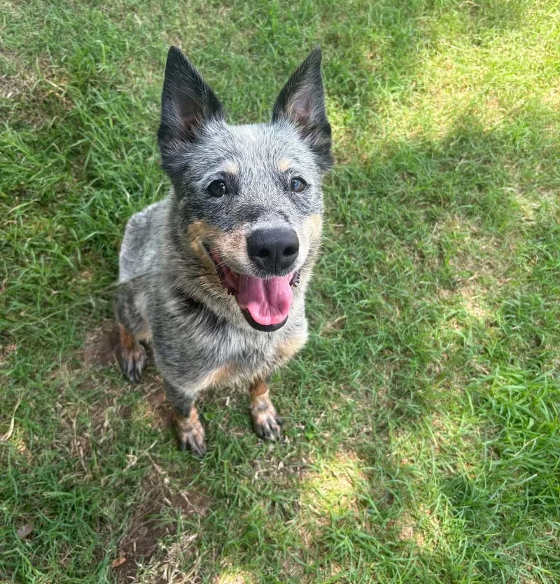 Josie Blue thumbnail 3