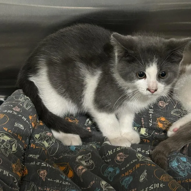 A baby small-sized female Gray / Blue / Silver Domestic Short Hair cat named Linaria for adoption in Breese, IL