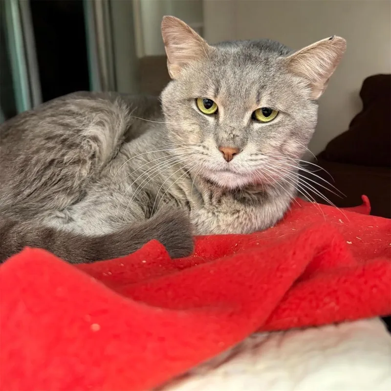 An adult large-sized male Gray / Blue / Silver Domestic Short Hair cat named Bell In A Hand for adoption in Eaton Rapids, MI