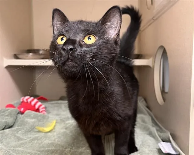 A young small-sized female Domestic Short Hair cat named Europa for adoption in Denver, CO