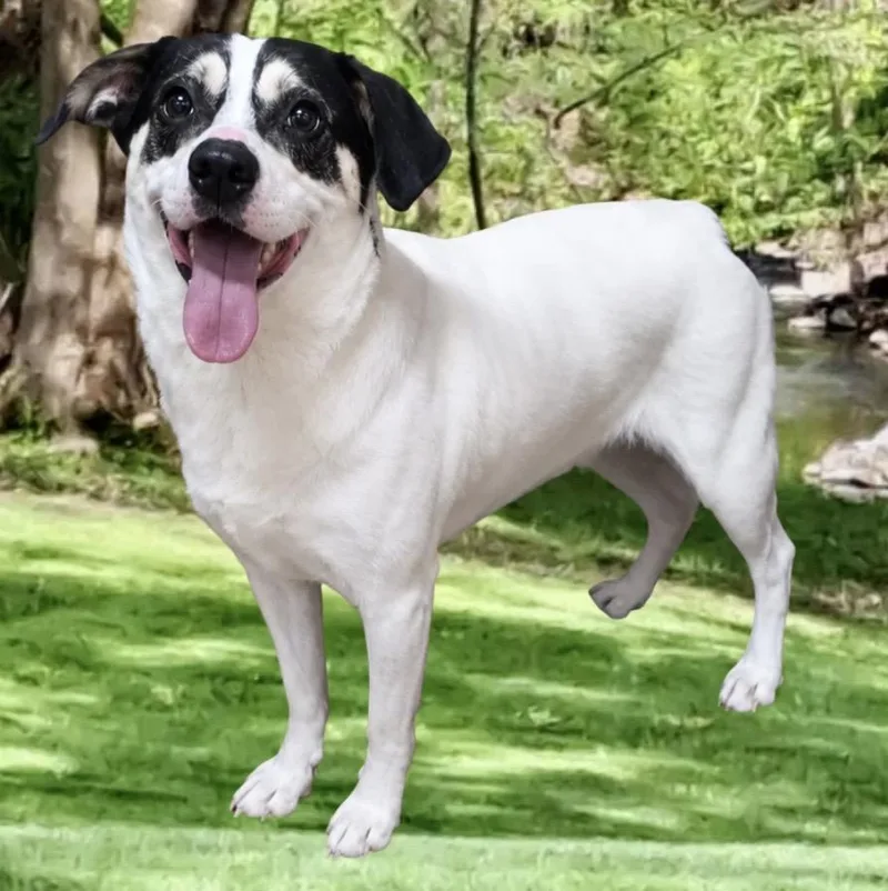 Hank The Tank