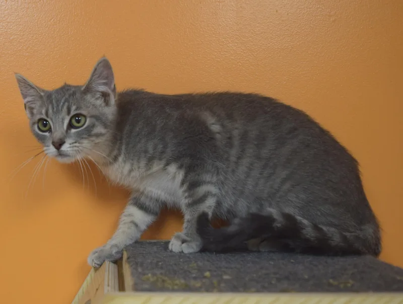 A baby medium-sized female Tabby (Gray / Blue / Silver) Domestic Short Hair cat named Pearl for adoption in Muncie, IN