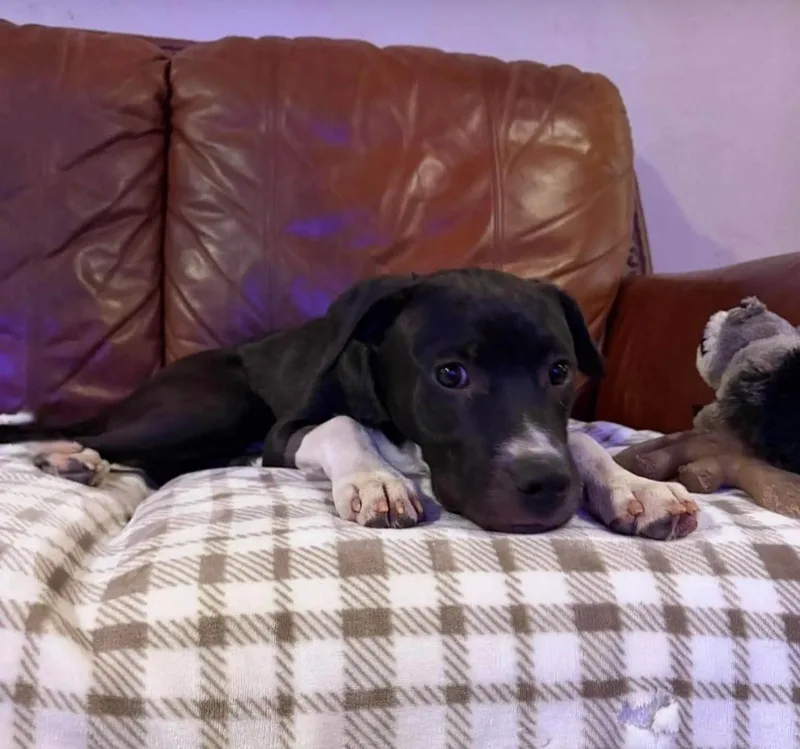 A baby medium-sized male Black Pit Bull Terrier dog named White Sox for adoption in Moore, OK