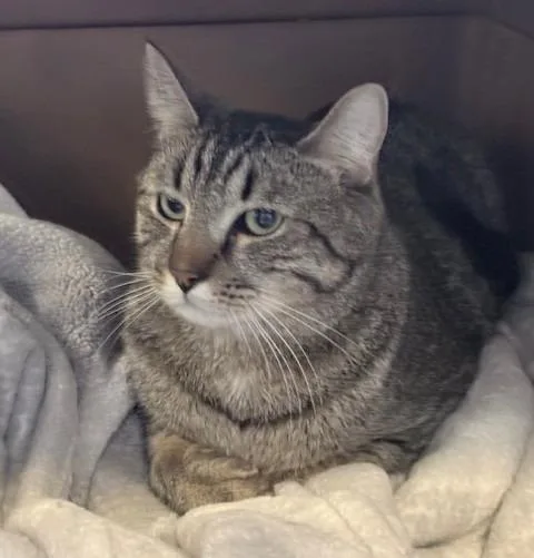A young large-sized male Domestic Short Hair cat named Dobby for adoption in Ogdensburg, NY