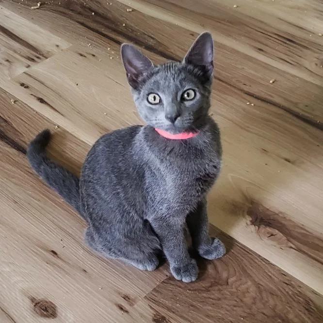 A baby small-sized male Gray / Blue / Silver Russian Blue cat named Radish for adoption in Brighton, MO