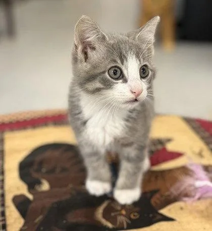A young small-sized male Gray / Blue / Silver Domestic Short Hair cat named Frixion for adoption in Midland, VA