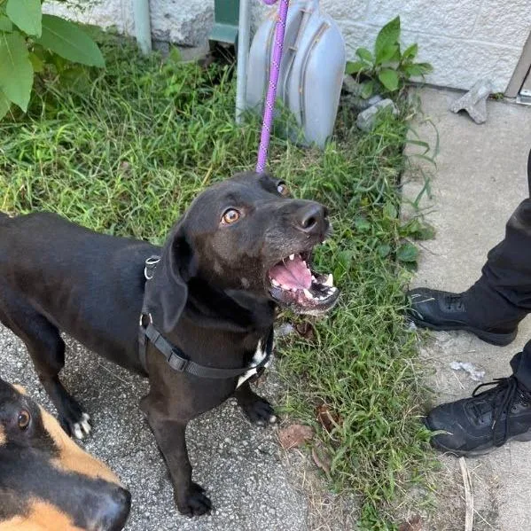 An adult small-sized female Black Mixed Breed dog named Mimi for adoption in Jeffersonville, IN